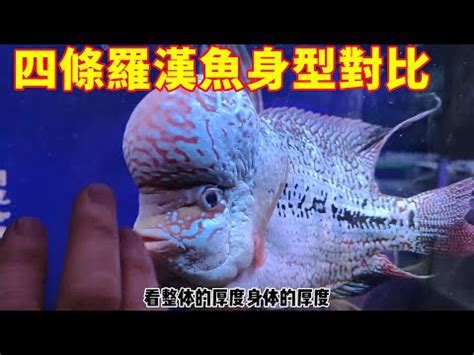 羅漢魚怎麼養|羅漢魚認識及飼養 養魚須知 – 寵物百科